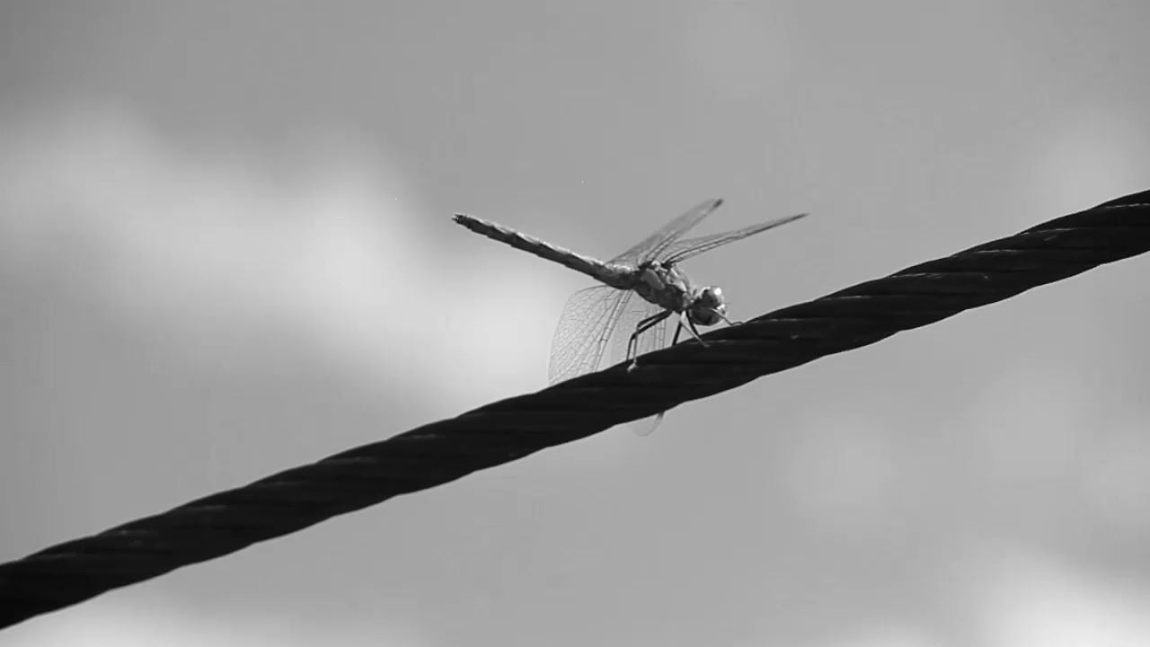 Cergy Black & White